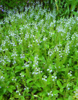 Rozrazil lékařský - Veronica officinalis SAZENICE